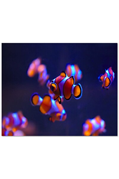 Cakatablo Ahşap Tablo Kayıp Balık Nemo (25x35 Cm Boyut)