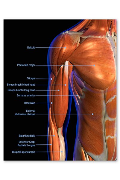 Cakatablo Ahşap Tablo Boyun Ve Omuz Kasları Etiketli Anatomi Şeması (35x50 Cm Boyut)