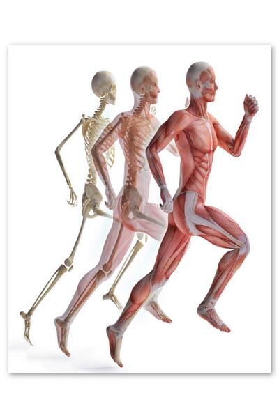 Cakatablo Ahşap Tablo Çalışan Erkek Anatomisi (35x50 Cm Boyut)