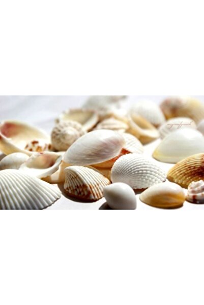 Aker Hediyelik Deniz Kabuğu 200gr Büyük Deniz Kabukları Dekoratif Vazo Akvary...