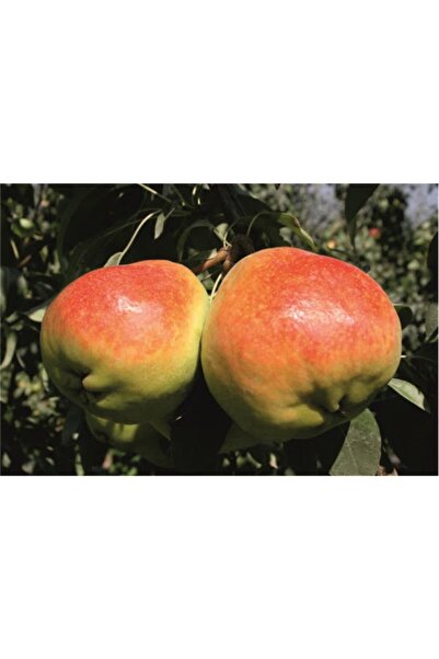 Fidan & Peyzaj Deveci Armut Fidanı ( 150 - 160 Cm.)