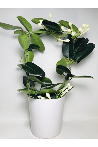 foliumbotanik Madagaskar Yasemini Kokulu Ithal Özel Tür/ Çiçeksiz Durumdadır