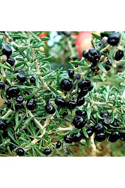 YAYLA TARIM 3 Adet Goji Berry Fidanı ( Siyah Meyve ) Tüplü 20 Cm 12 Ay Dikim