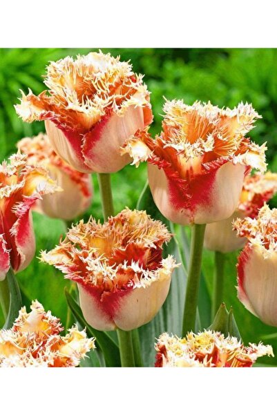 LOBELYA TOHUMCULUK 5 Adet Lambada Tulip İthal Lale Çiçeği Soğanı