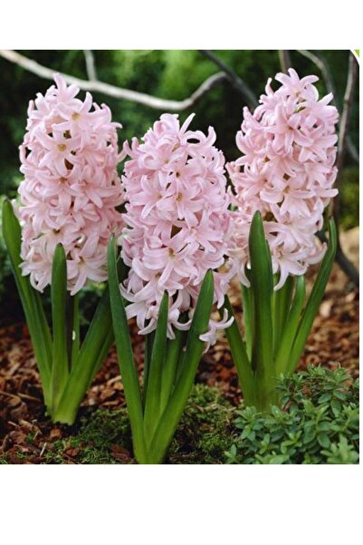 Genel Markalar Pembe Sümbül Soğanı 5 Adet