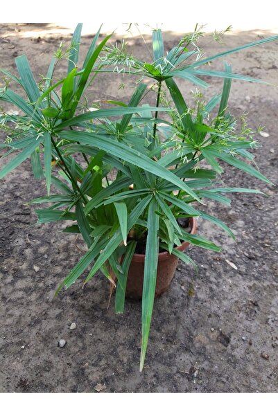 Köyceğiz Bitki Dünyası Japon Şemsiyesi (cyperus Alternifolius) Şemsiye Palmiyesi