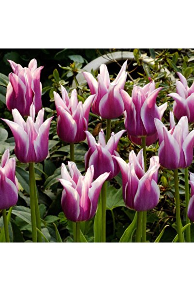 LOBELYA TOHUMCULUK 5 Adet Claudia Tulip Ithal Lale Çiçeği Soğanı