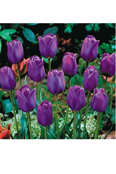 Genel Markalar Mor Lale Soğanı 5 Adet