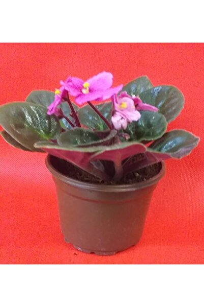 ÜÇLER ÇİÇEK Menekşe Afrika Menekşesi 15-20 Cm Büyüklüğünde