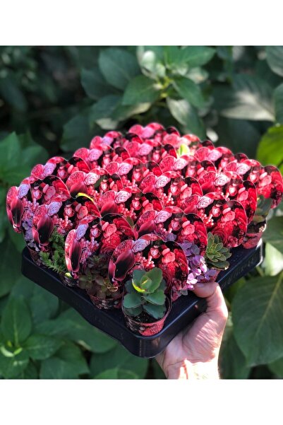 FİDAN PAZARI Pembe Çiçek Desenli Mix Paket 20 Adet