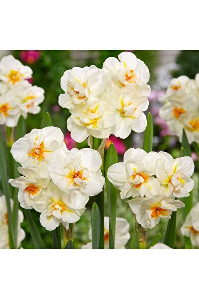 LOBELYA TOHUMCULUK 5 Adet Mis Kokulu Beyaz-sarı Nergis Çiçeği Soğanı Katmerli