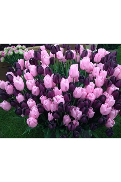 LOBELYA TOHUMCULUK 5 Adet Özel Renkli Karışık Lale Çiçeği Soğanı Ithal