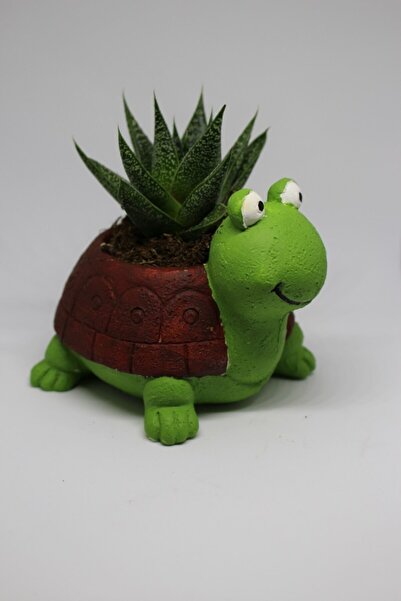 Kaktüsmarket Kaktüs Saksı Kaplumbağa