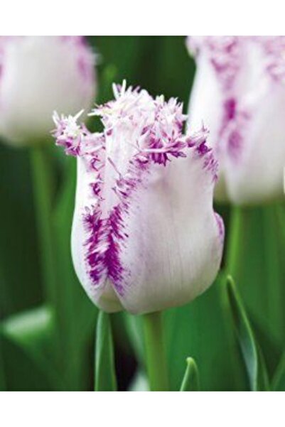 LOBELYA TOHUMCULUK 5 Adet Beyaz-mor Kenarlı Kırçıllı Lale Soğanı