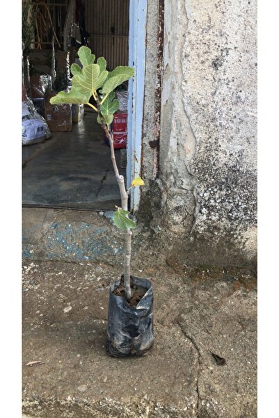 Ucuzluk Diyarı Incir Fidanı ( Siyah Orak ) ( Karadeniz Patlıcan Inciri ) Tüplüdür 50 60 Cm Boy