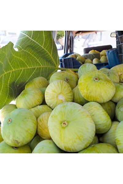 Ucuzluk Diyarı Aydn ( Sarı ) Lop Incir Fidanı Tüplüdür 50 60 Cm Boy