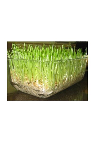 Ekodoğa 2 Kg Buğday Çimi Tohumu Kedi Çimi Ilaçsız Buğday Doğal Buğday Tohumu