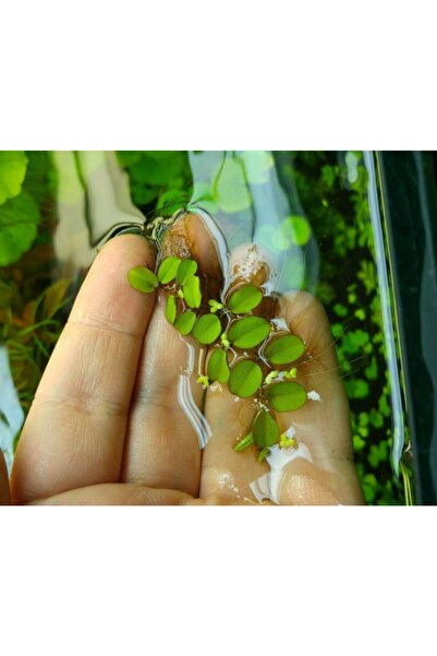 Promedanature Salvinia Natans Akvaryum Havuz Su Üstü Bitkisi 5x5 Cm