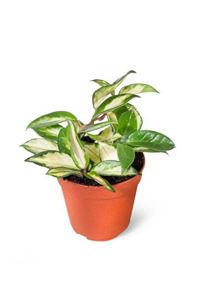 SFF Moda Hoya Carnosa | Mum Çiçeği 17cm Ø - Yeşil Bitki