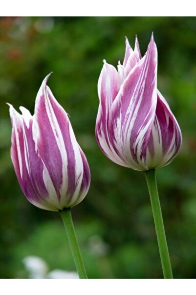 LOBELYA TOHUMCULUK 5 Adet Mor-beyaz Renkli Lale Soğanı Ithal