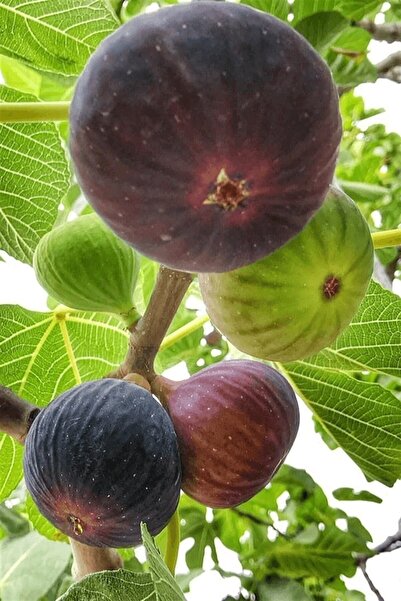 Ucuzluk Diyarı Incir Fidanı ( Siyah Orak ) ( Karadeniz Patlıcan Inciri ) Tüplüdür 50 60 Cm Boy