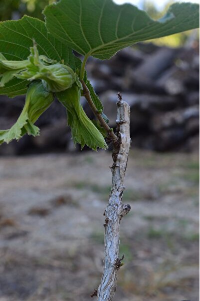 ŞANGULOĞLU Tek Ağaç Sistemi Sertifikalı Corylus Colurna Aşılı Fındık Fidanı T...