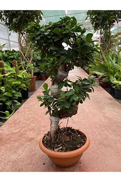 Genel Markalar Ficus Ginseng Bonsai Orta Boy