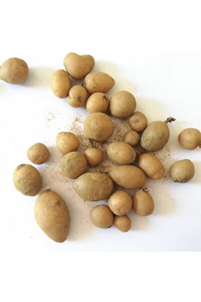 Miracle Tohum Serapias Vomeracea Salep Yumrusu Tohumu (10 Adet)