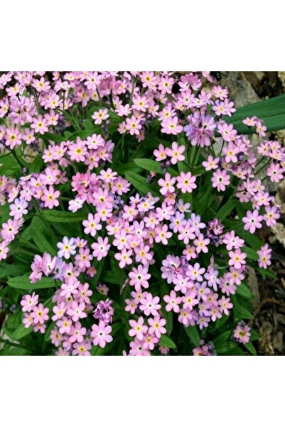 Miracle Tohum Miracle Pembe Unutma Beni Çiçeği Tohumu (100 Tohum)