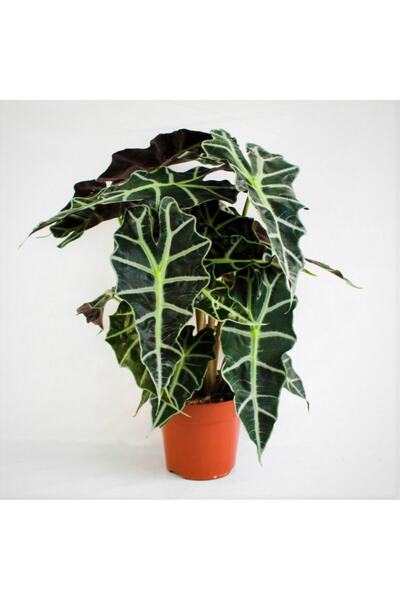 Aysima Çiçekevi Alocasia Polly Fil Kulağı Amazanica Ithal-ev Ofis Iç Mekan Bitkisi-40 Cm Ve Üzeri 13223