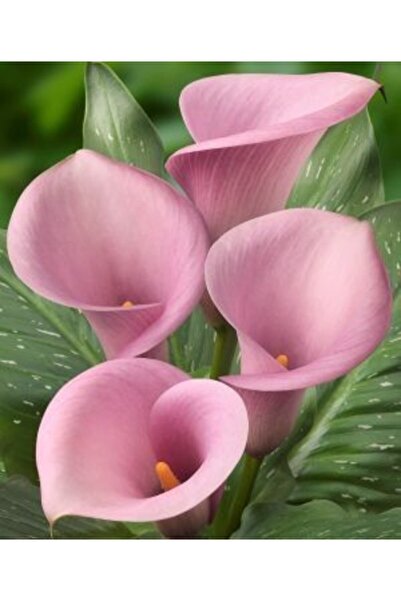 LOBELYA TOHUMCULUK 2 Adet Pink Renkli Gala Çiçeği Soğanı