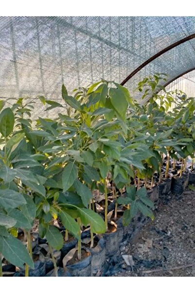 Alanyatropikal Aşılı Füverte Cinsi Avokado Fidanı