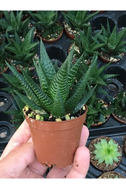 SUKULENTİSTANBUL Haworthia Limifolia Sukulent 5.5cm