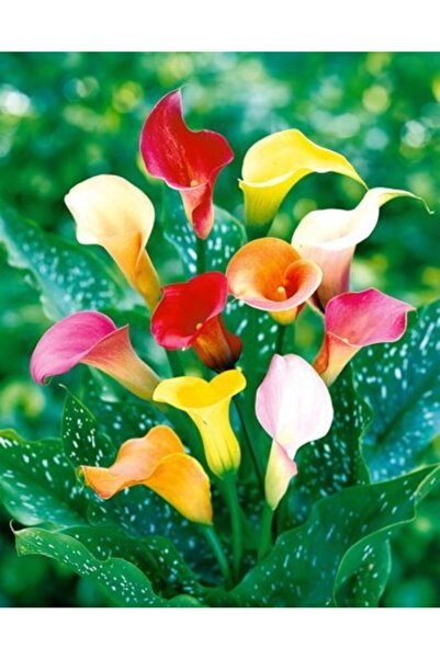 LOBELYA TOHUMCULUK 5 Adet Karışık Renkli Gala Çiçeği Soğanı