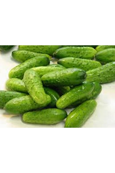 E-fidancim Geleneksel Çıtır Turşuluk Sofralık Kornişon Fidesi (5 Adet)