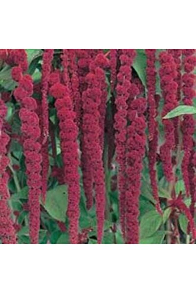 E-fidancim Sarkan Red Giant Amaranthus(horoz Ibiği) Çiçeği Tohumu( 50 Tohum)