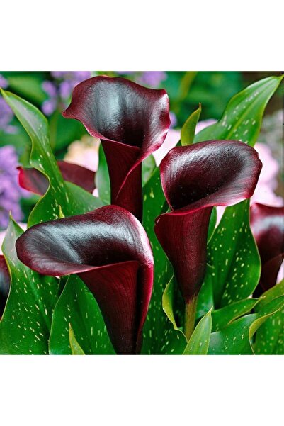 LOBELYA TOHUMCULUK 2 Adet Bordo Renkli Gala Çiçeği Soğanı