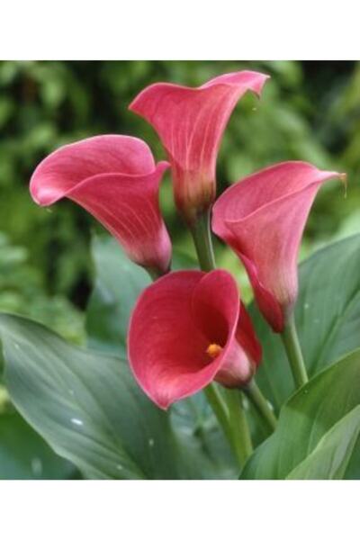 LOBELYA TOHUMCULUK 2 Adet Pembe Renkli Gala Çiçeği Soğanı