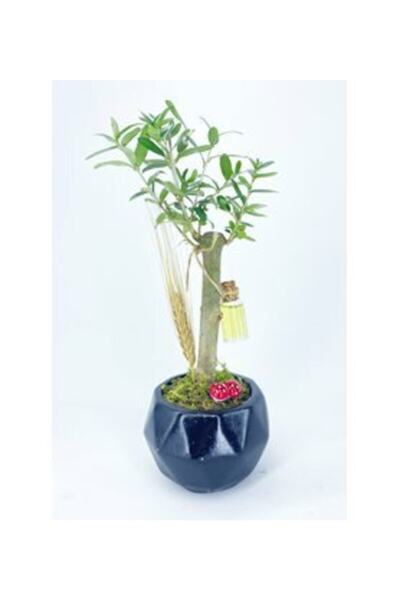 Orkide Zeytin Ağacı Bonsai & Siyah Geometrik Beton Saksıda Hediyelik Canlı Çiçek