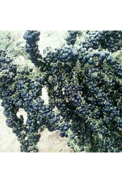 E-fidancim Nadir Siyah Goji Berry Fidanı Meyve Verme Durumunda