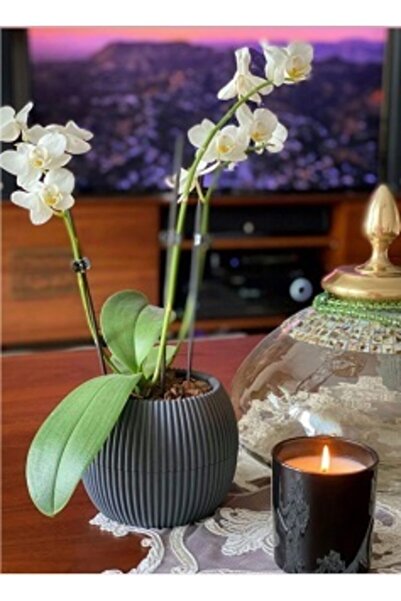 TEMMUZ HOME Karasu Kaktüs Ve Çiçekler Iiçin Dekoratif Ve Şık Mercan Saksı Ort...