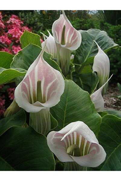 LOBELYA TOHUMCULUK 2 Adet Özel Renkli Ithal Gala Çiçeği Soğanı