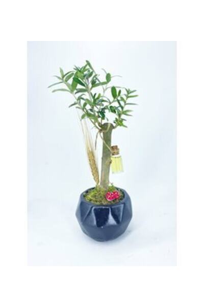 Orkide Zeytin Ağacı Bonsai & Siyah Geometrik Beton Saksıda Hediyelik Canlı Çiçek