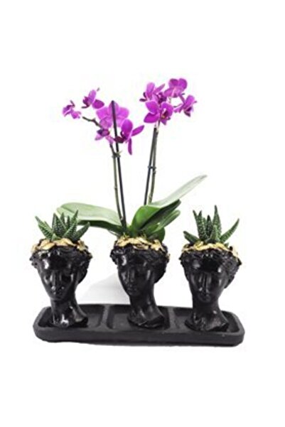 Orkide Çift Dal Mini Mor & Sukulent & Siyah Trio Helen Beton Saksıda Hediyelik Canlı Çiçek