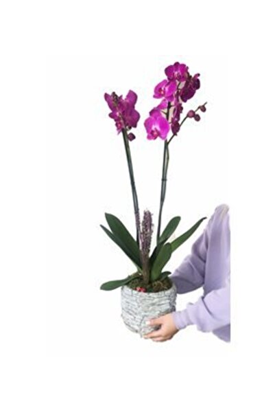 Orkide Çift Dal Mor & Kokulu Lavanta & Gri Honey Beton Saksıda Hediyelik Canlı Çiçek