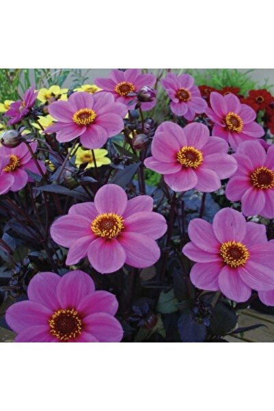 Miracle Tohum Miracle Bodur Mignon Purple Dahlia Yıldız Çiçeği Tohumu (80 Tohum)