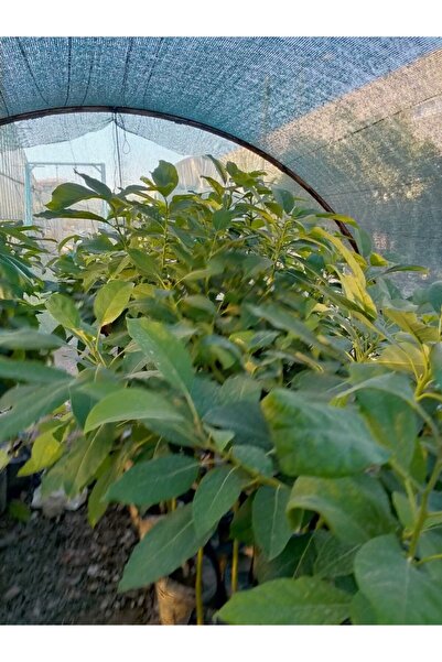 Alanyatropikal Aşılı Füverte Cinsi Avokado Fidanı
