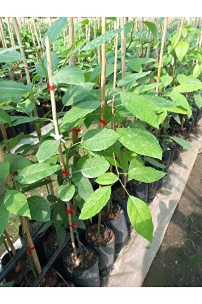Alanyatropikal Aşılı Füverte Cinsi Avokado Fidanı