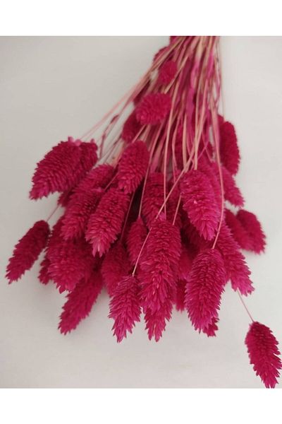 Mutlubi Ξηρό λουλούδι Phalaris (Bird Grass) Μπουκέτο 30 κλαδιών