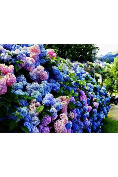 FİDE Ortanca Çiçeği Fidanı ( Mavi Renk ) Tüplü 40 Cm .12 Ay Dikim